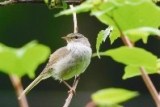 写真提供：日本野鳥の会 徳島県支部